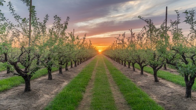 lane southern orchards