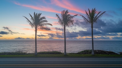 the palms